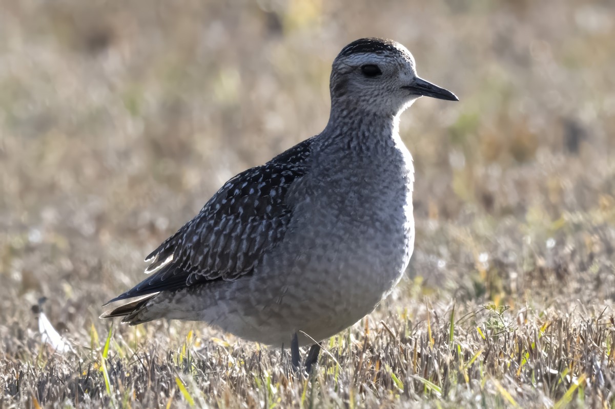 アメリカムナグロ - ML646129857