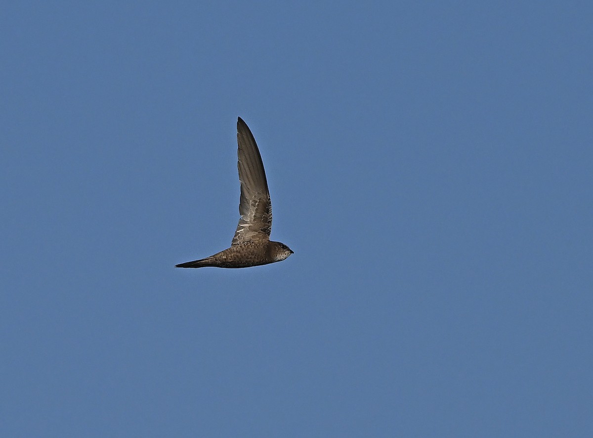 Forbes-Watson's Swift - ML646129863