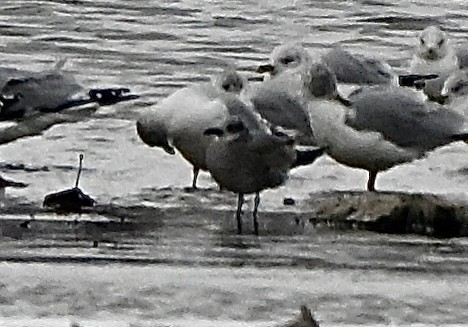 Mouette atricille - ML646129865