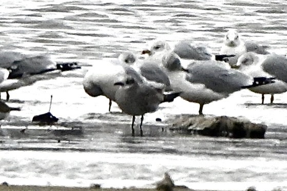 Mouette atricille - ML646129866