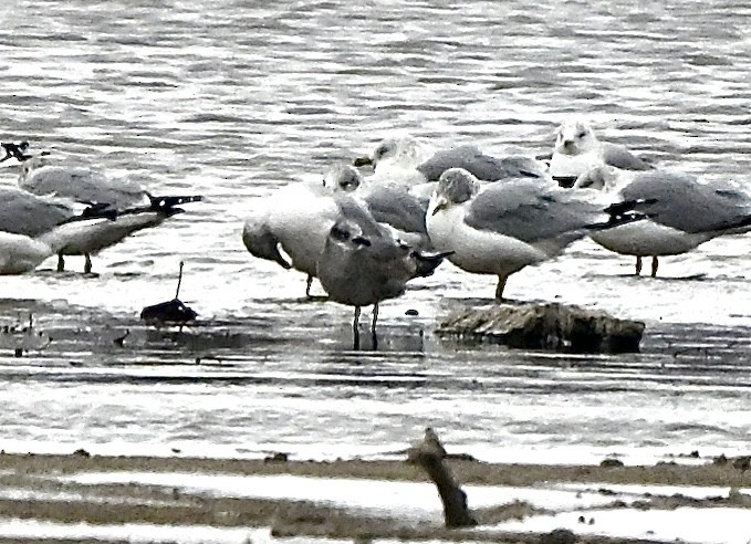 Mouette atricille - ML646129867