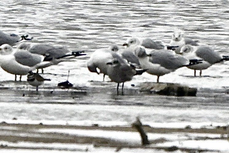 Mouette atricille - ML646129868