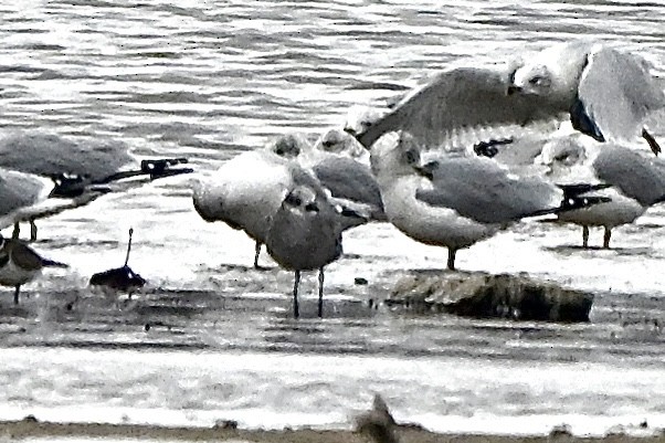 Mouette atricille - ML646129869