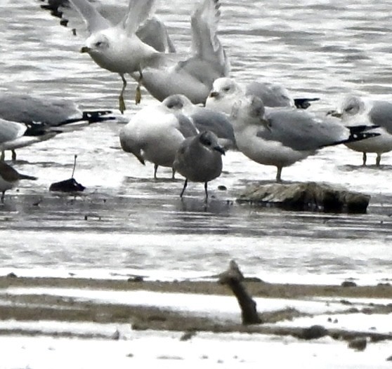 Mouette atricille - ML646129870