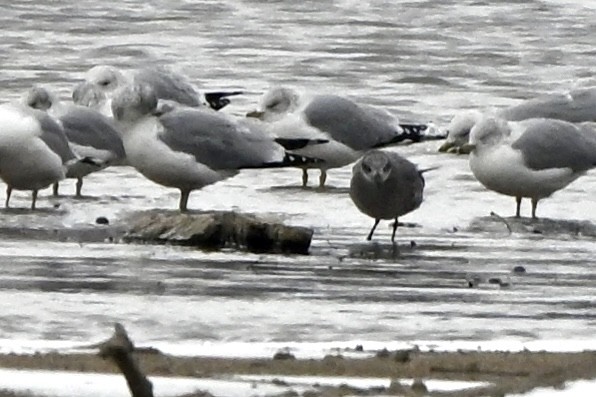 Mouette atricille - ML646129871