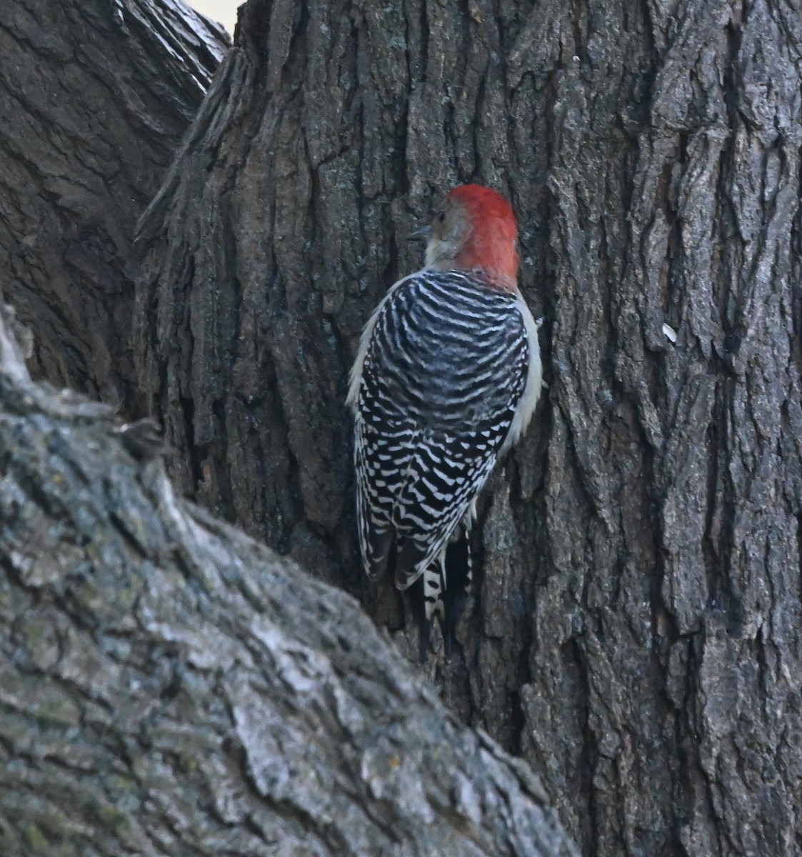 Red-bellied Woodpecker - ML646129873