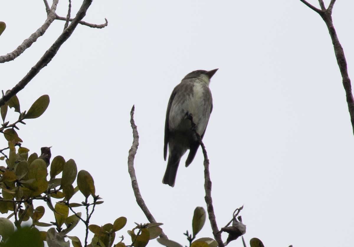 Olive-sided Flycatcher - ML646129874