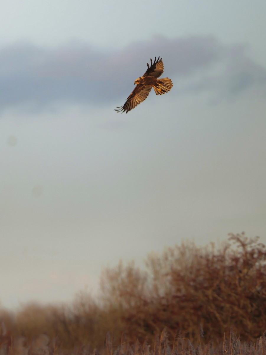Western Marsh Harrier - ML646129875