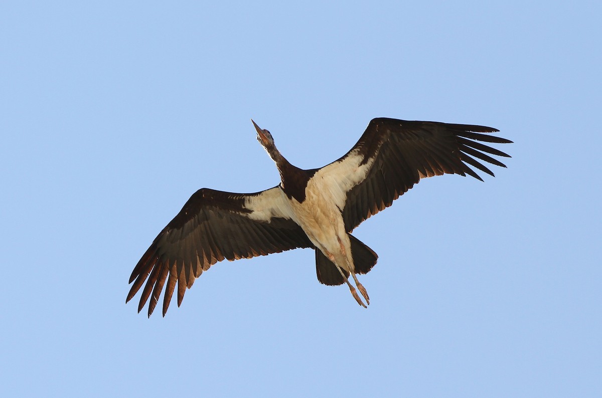 Abdim's Stork - ML646129877