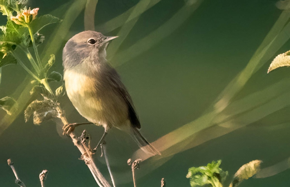 Orange-crowned Warbler - ML646129880
