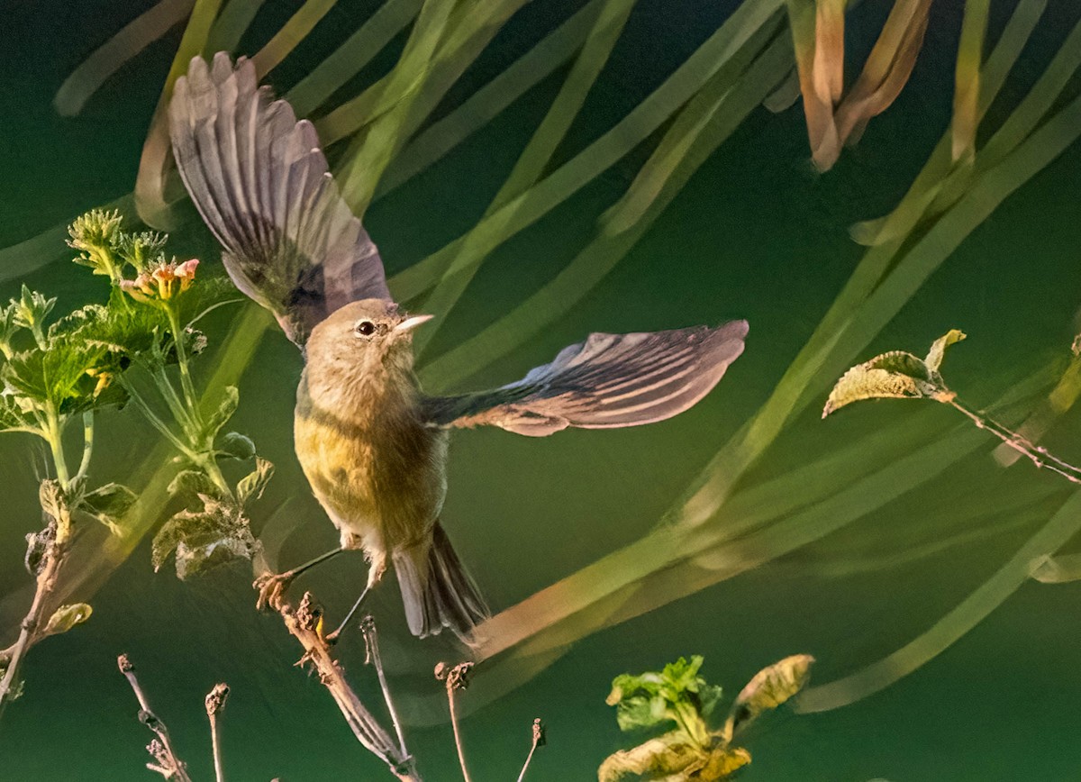 Orange-crowned Warbler - ML646129881
