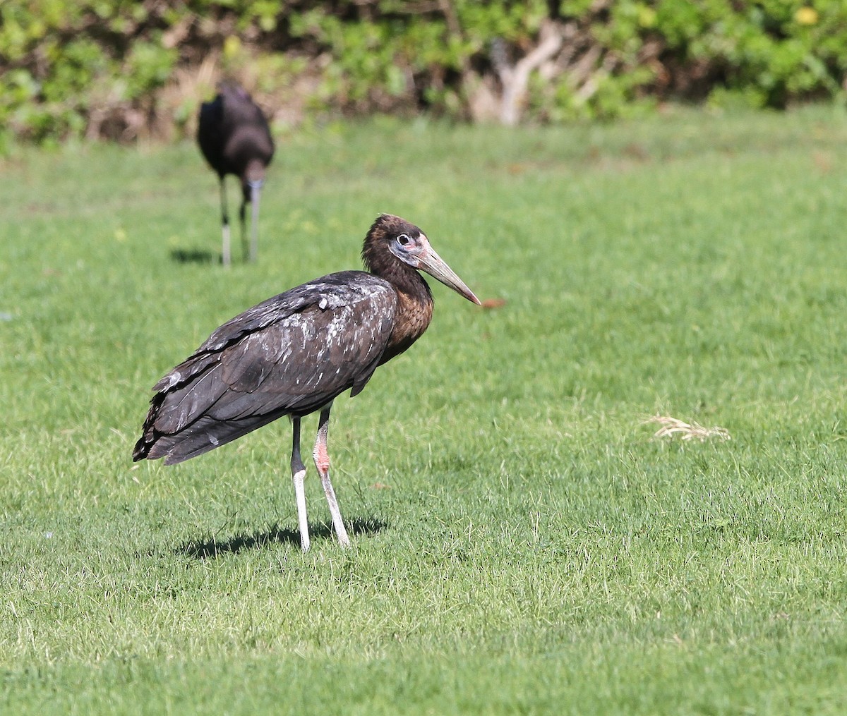 Abdim's Stork - ML646129883