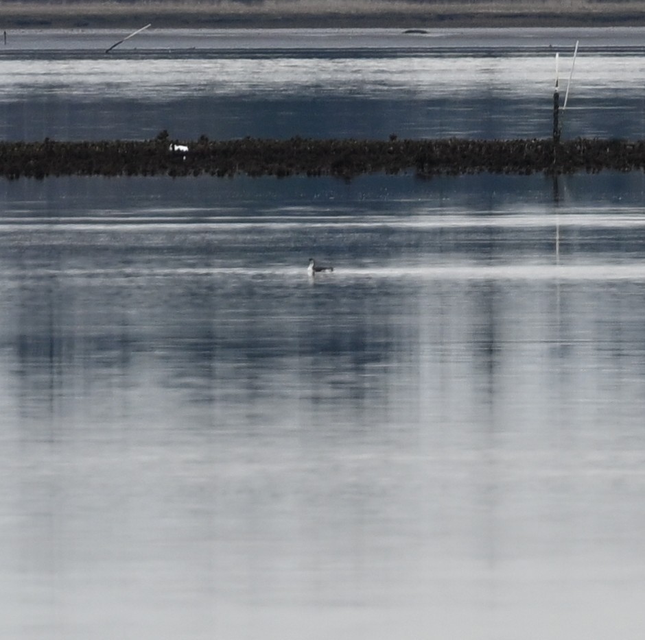 Arctic Loon - ML646129884