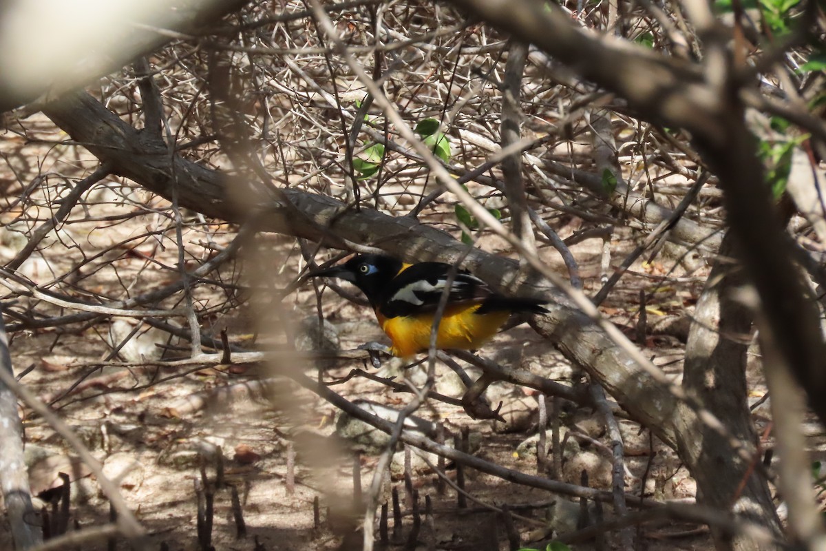 Venezüela Turpiyalı - ML646129911