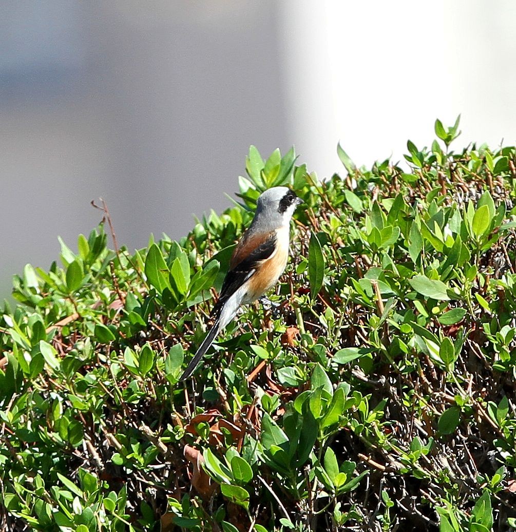 Bay-backed Shrike - ML646129912