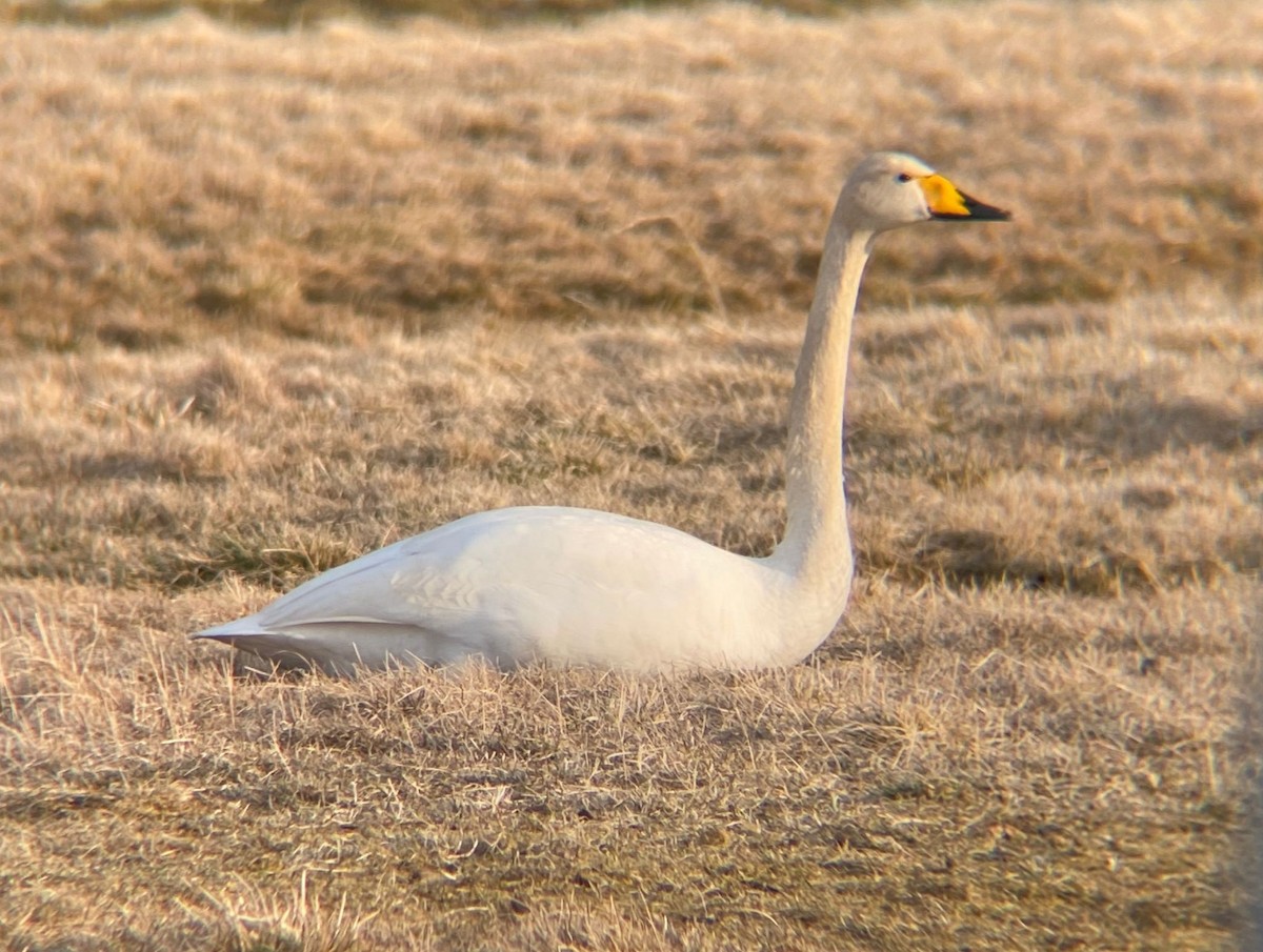 黃嘴天鵝 - ML646129913