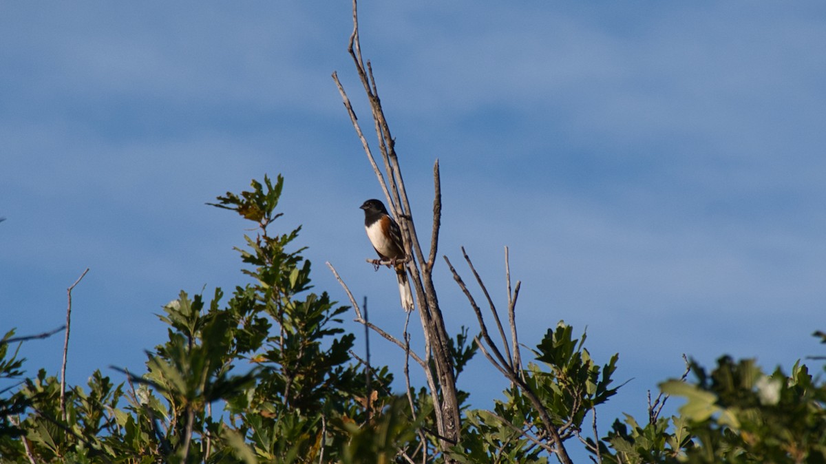 Spotted Towhee - ML646129914
