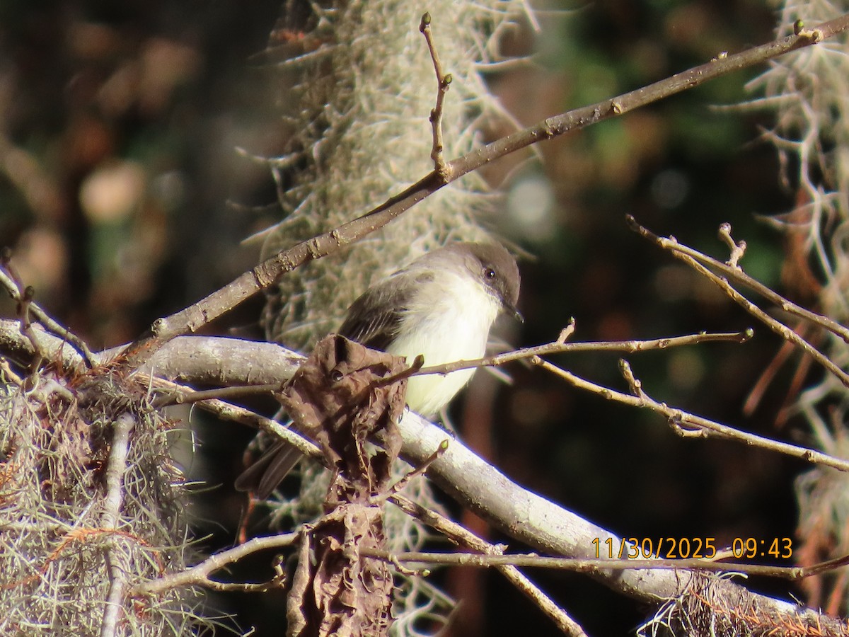 Eastern Phoebe - ML646129915