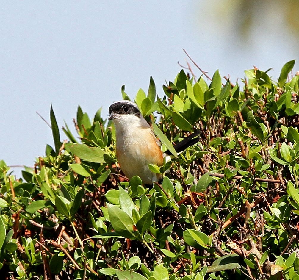 Bay-backed Shrike - ML646129916