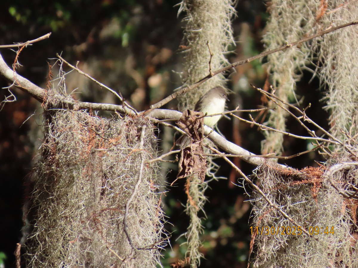 Eastern Phoebe - ML646129917