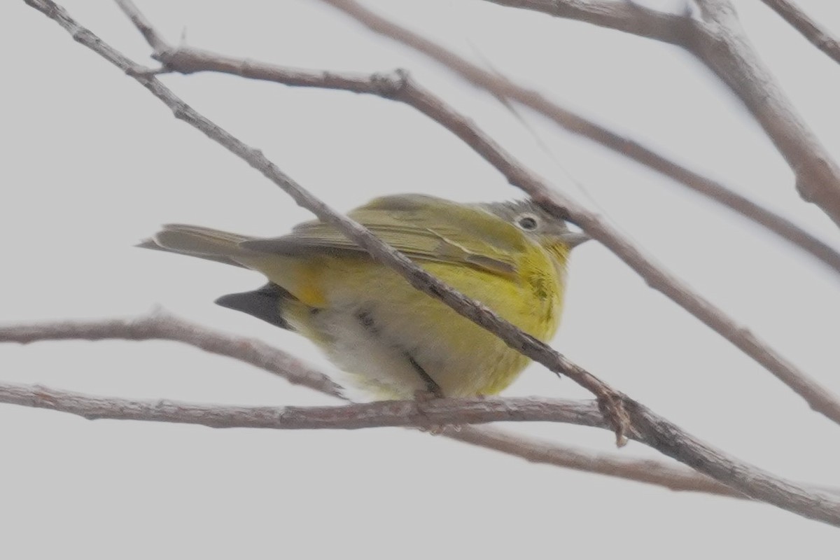 Nashville Warbler - ML646129918