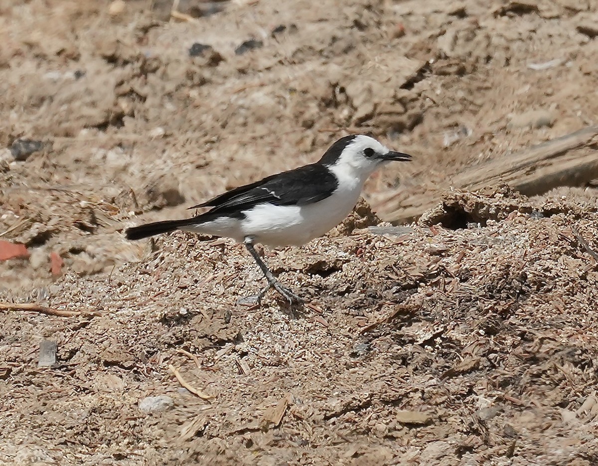 Віюдита чорноспинна - ML646129922