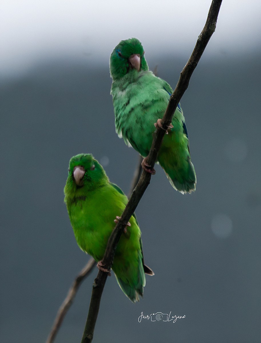 Spectacled Parrotlet - ML646129926
