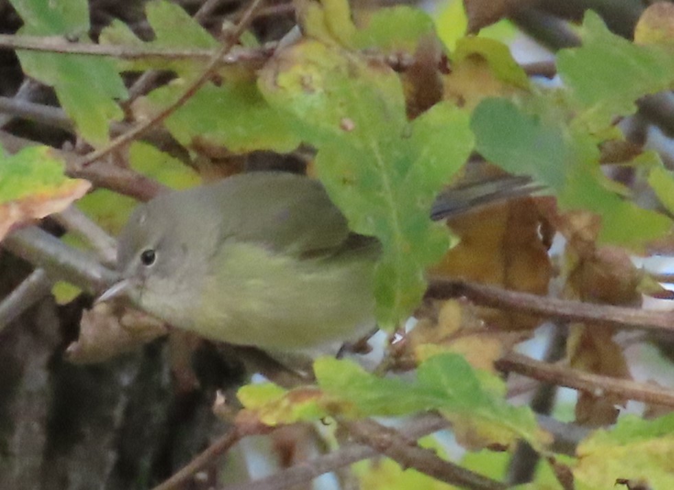 Orange-crowned Warbler - ML646129927