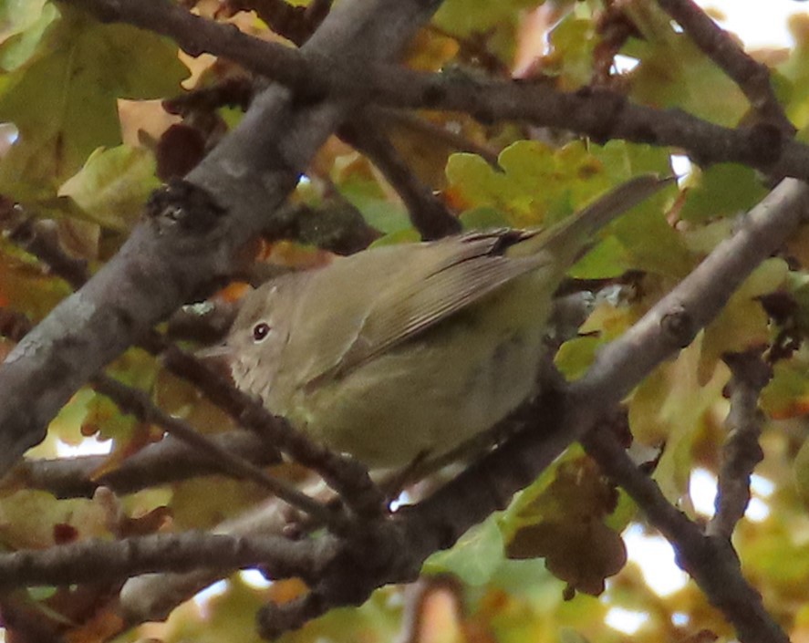Orange-crowned Warbler - ML646129928