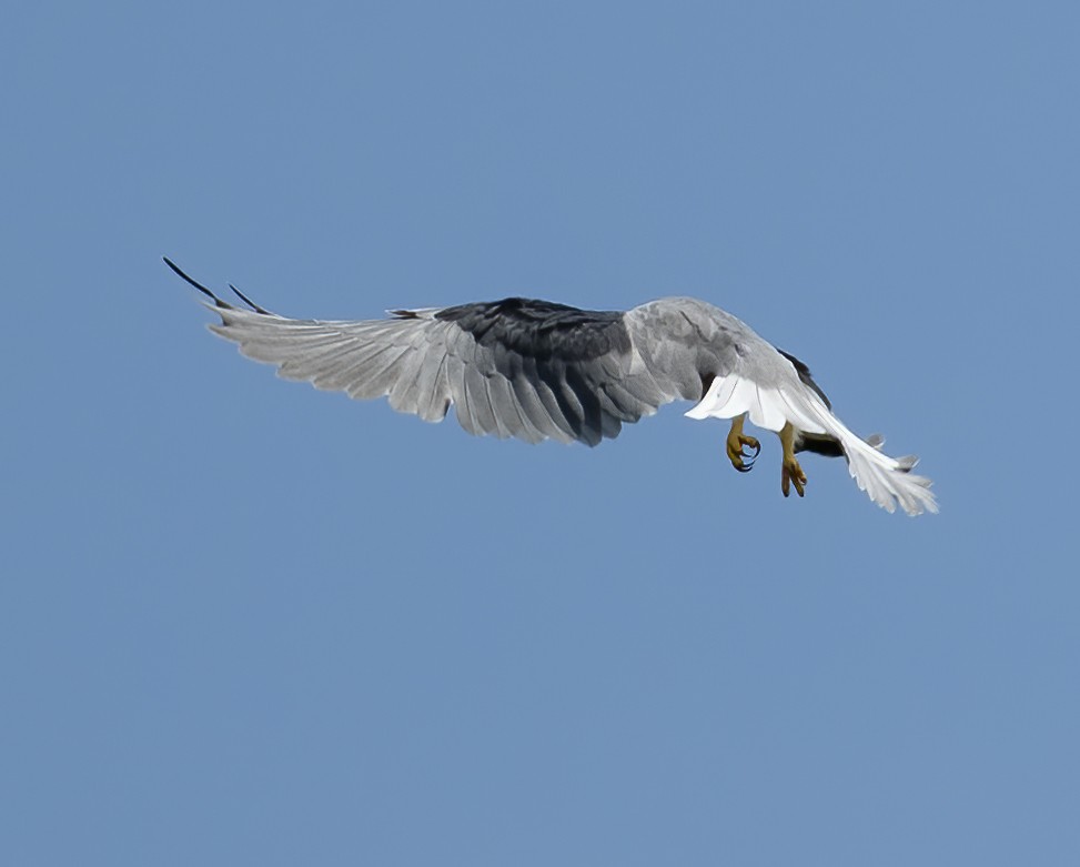 luněc šedý - ML646129929