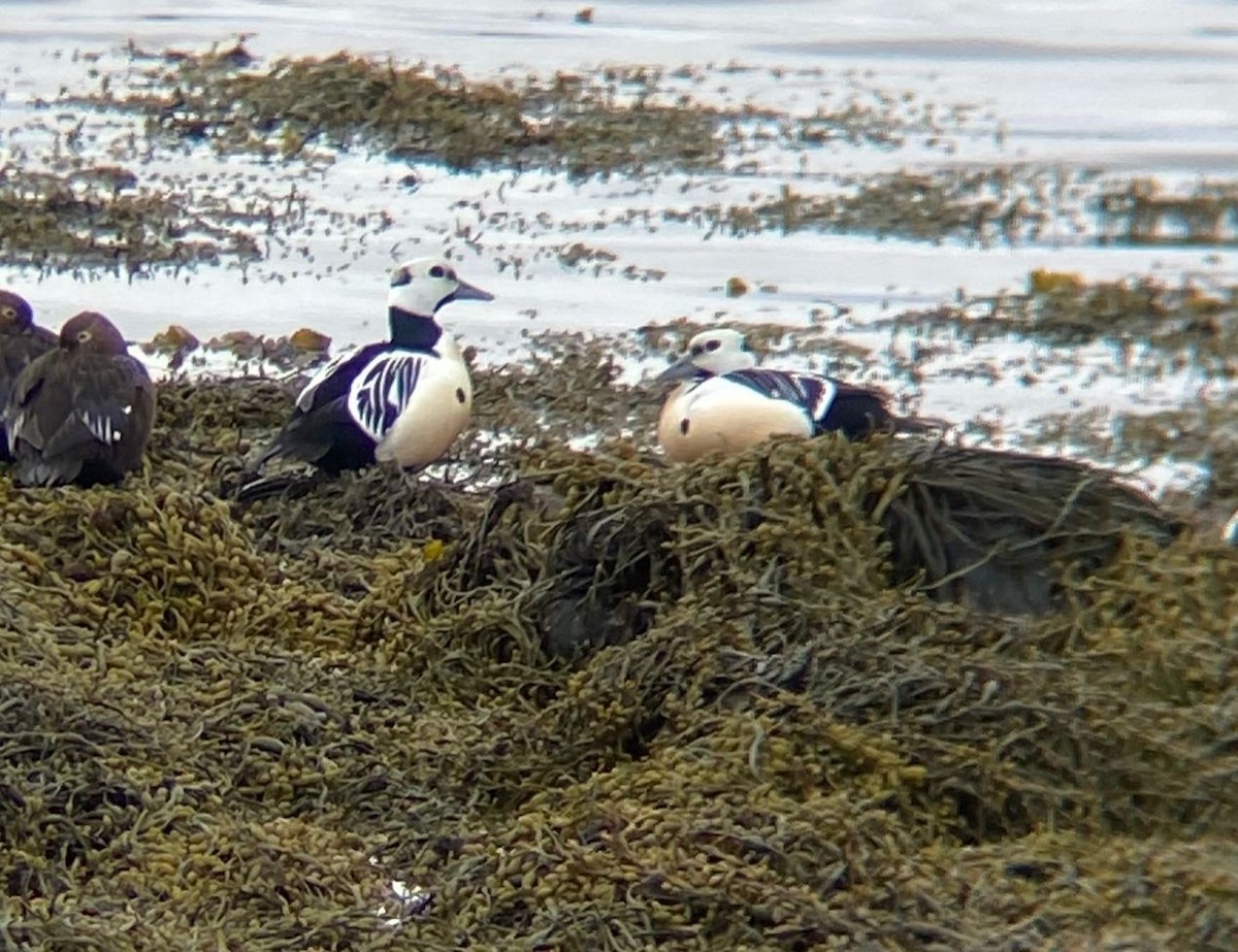 Steller's Eider - ML646129932