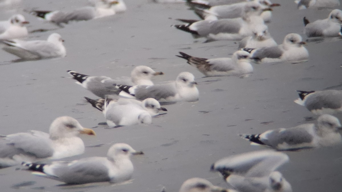 Mediterranean Gull - ML646129936