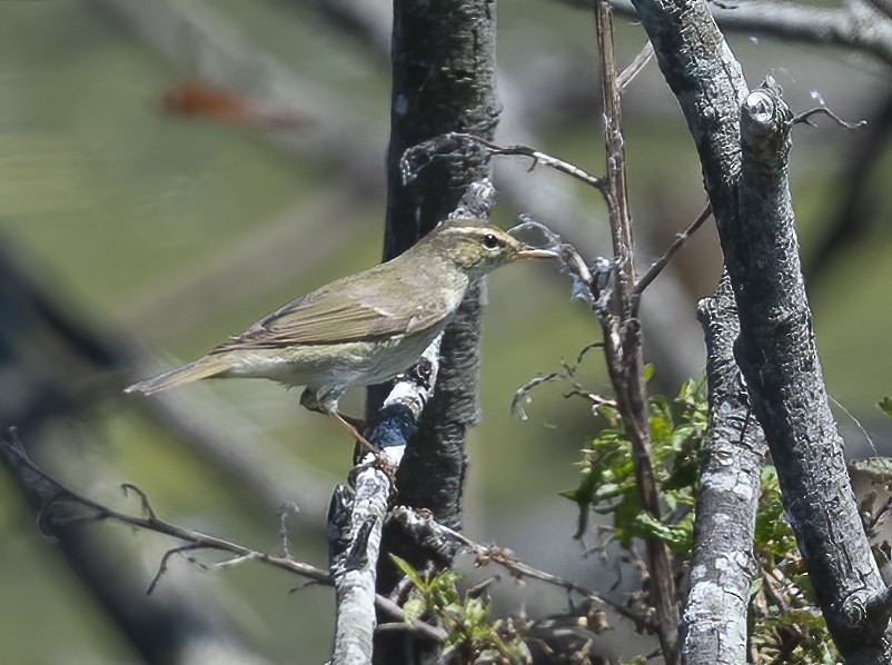 budníček severní - ML646129938