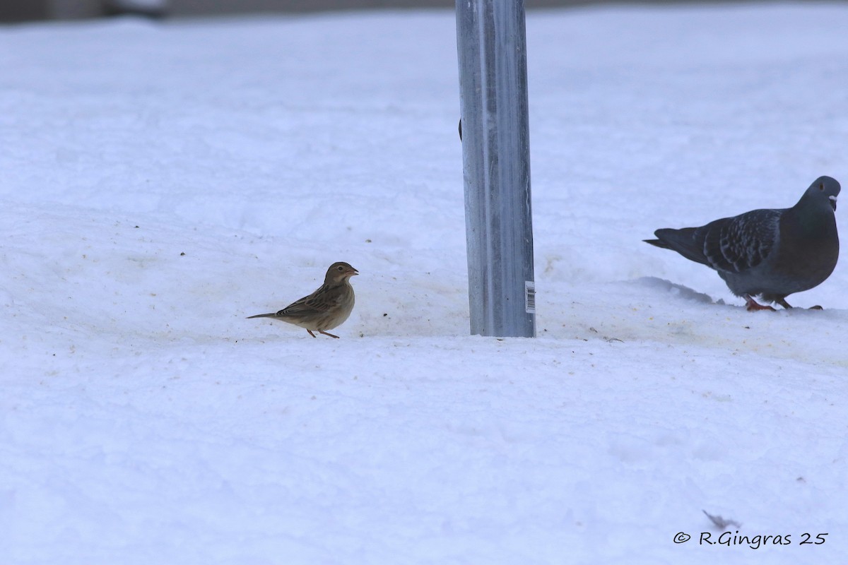Dickcissel - ML646129939