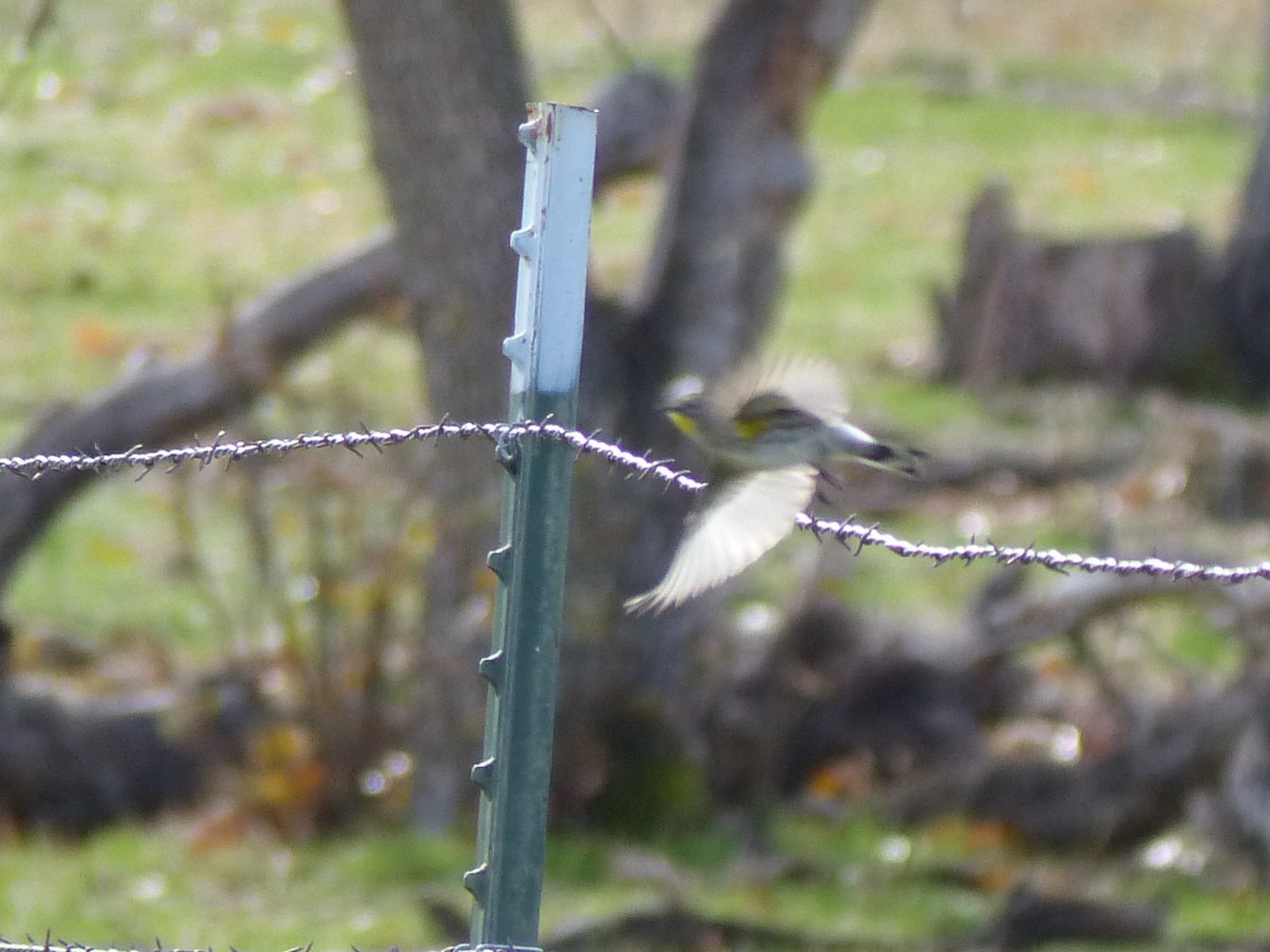 Yellow-rumped Warbler - ML646129944