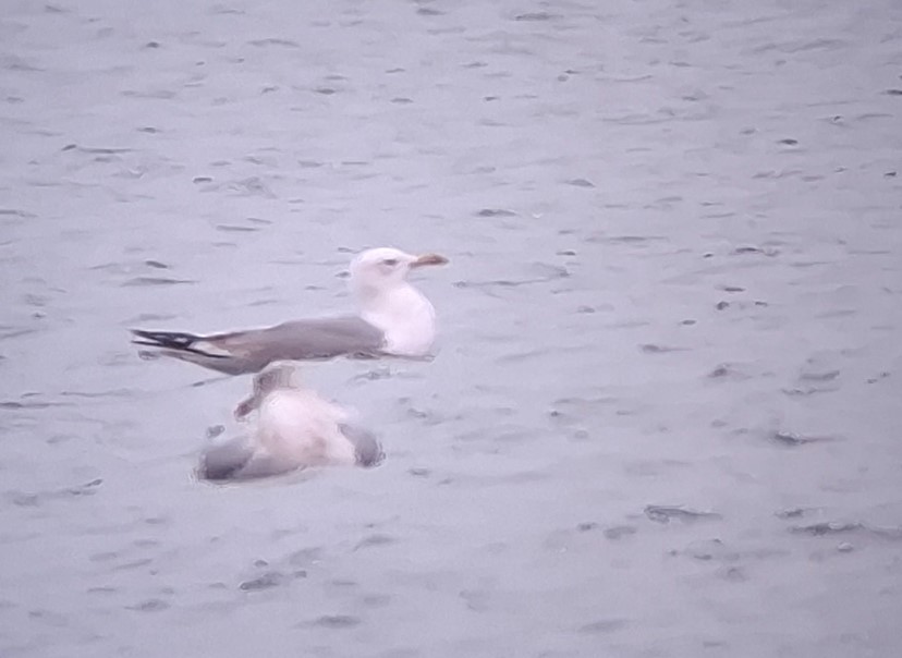 racek bělohlavý - ML646129945