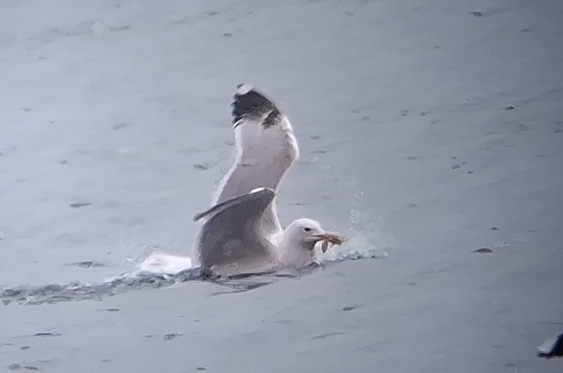 racek bělohlavý - ML646129946