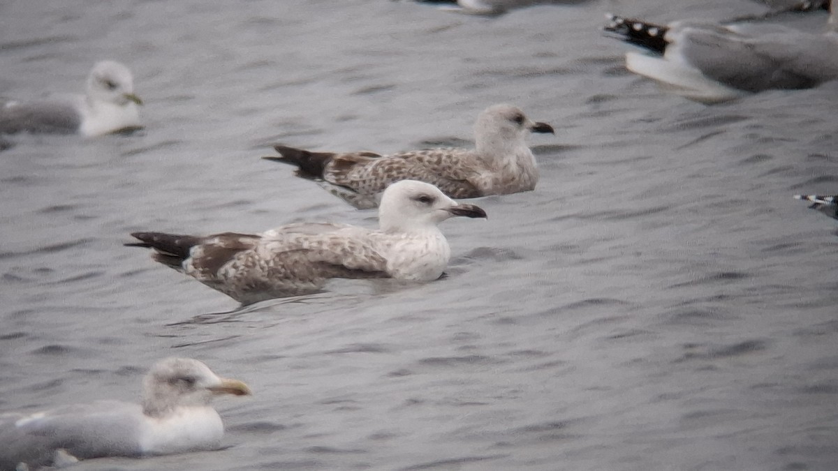 racek bělohlavý - ML646129947