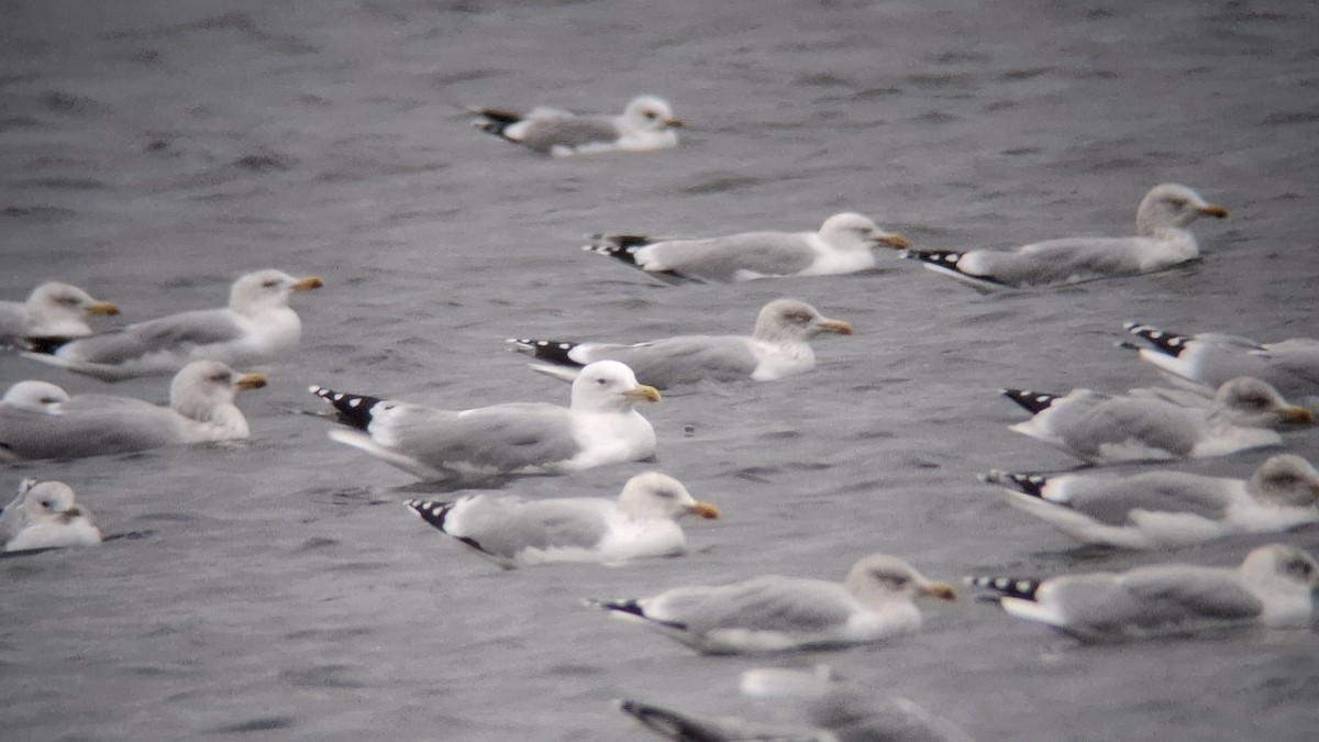 racek bělohlavý - ML646129949