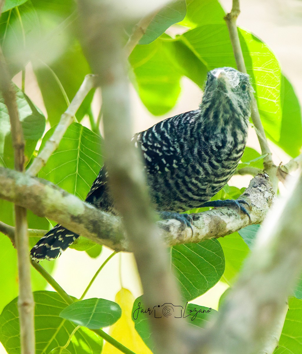 Bar-crested Antshrike - ML646129952