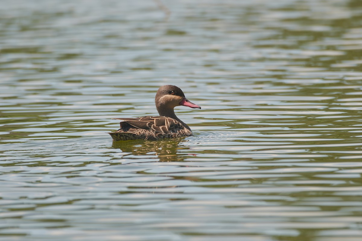 שרשיר אדום-מקור - ML646129956