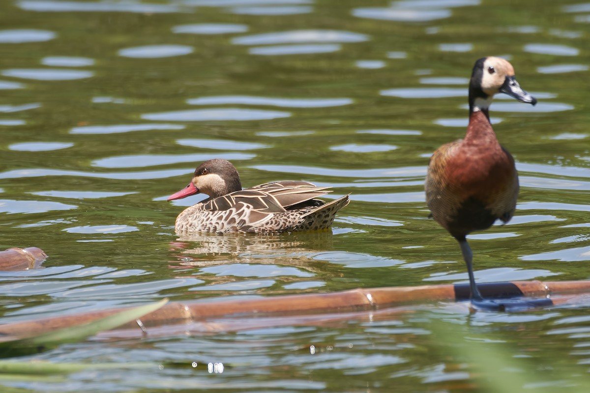 שרשיר אדום-מקור - ML646129957