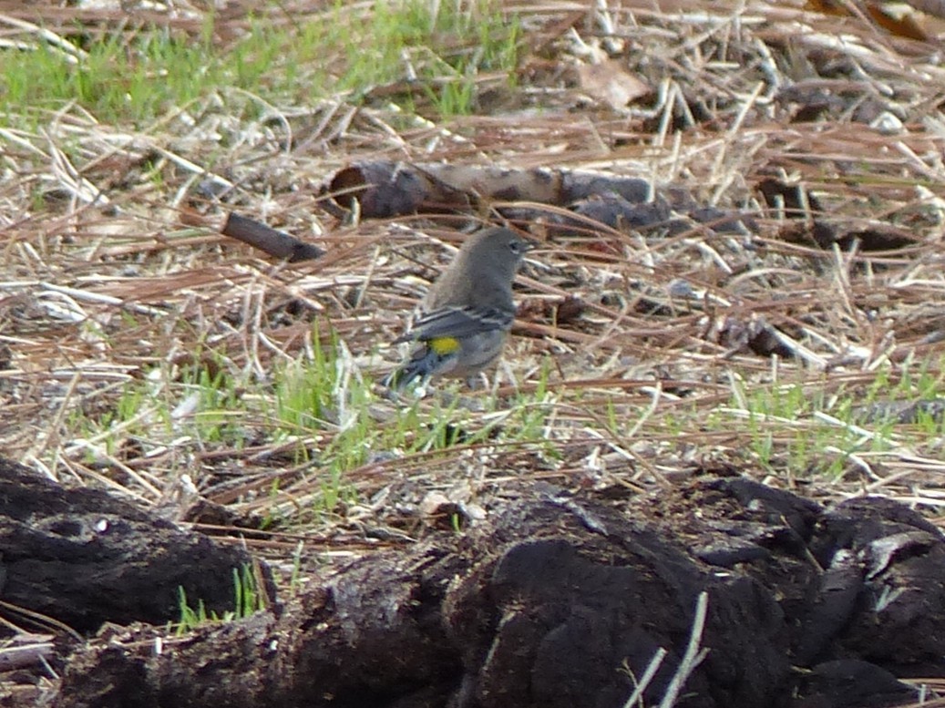 Yellow-rumped Warbler - ML646129958