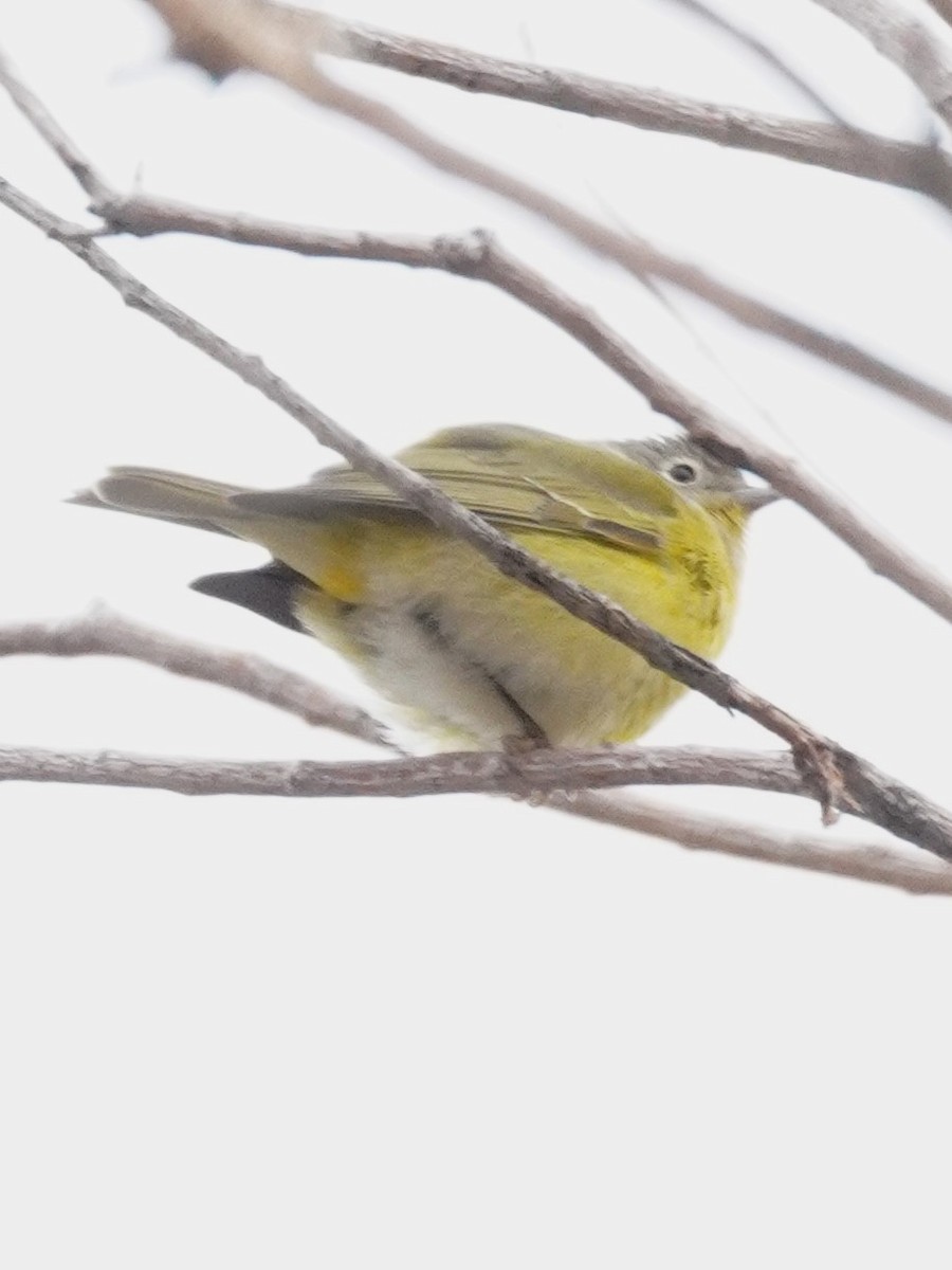 Nashville Warbler - ML646129960