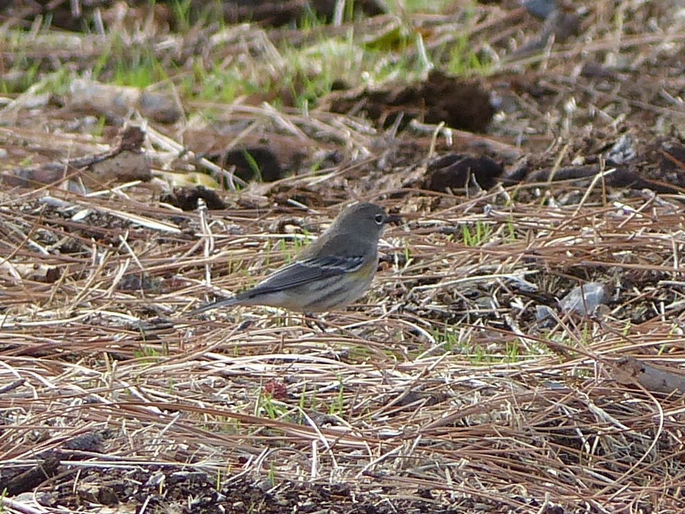 Yellow-rumped Warbler - ML646129965