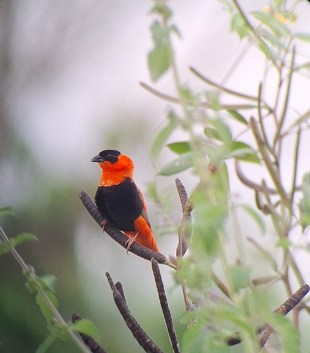 Northern Red Bishop - ML646129966