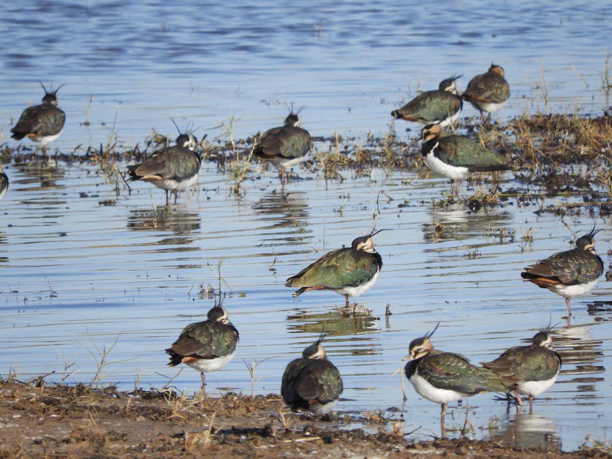 Northern Lapwing - ML646129968