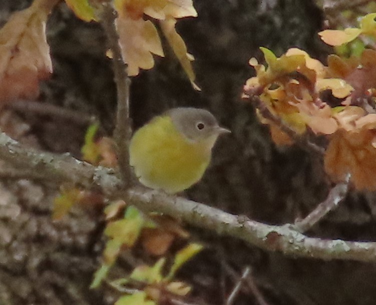 Nashville Warbler - ML646129978
