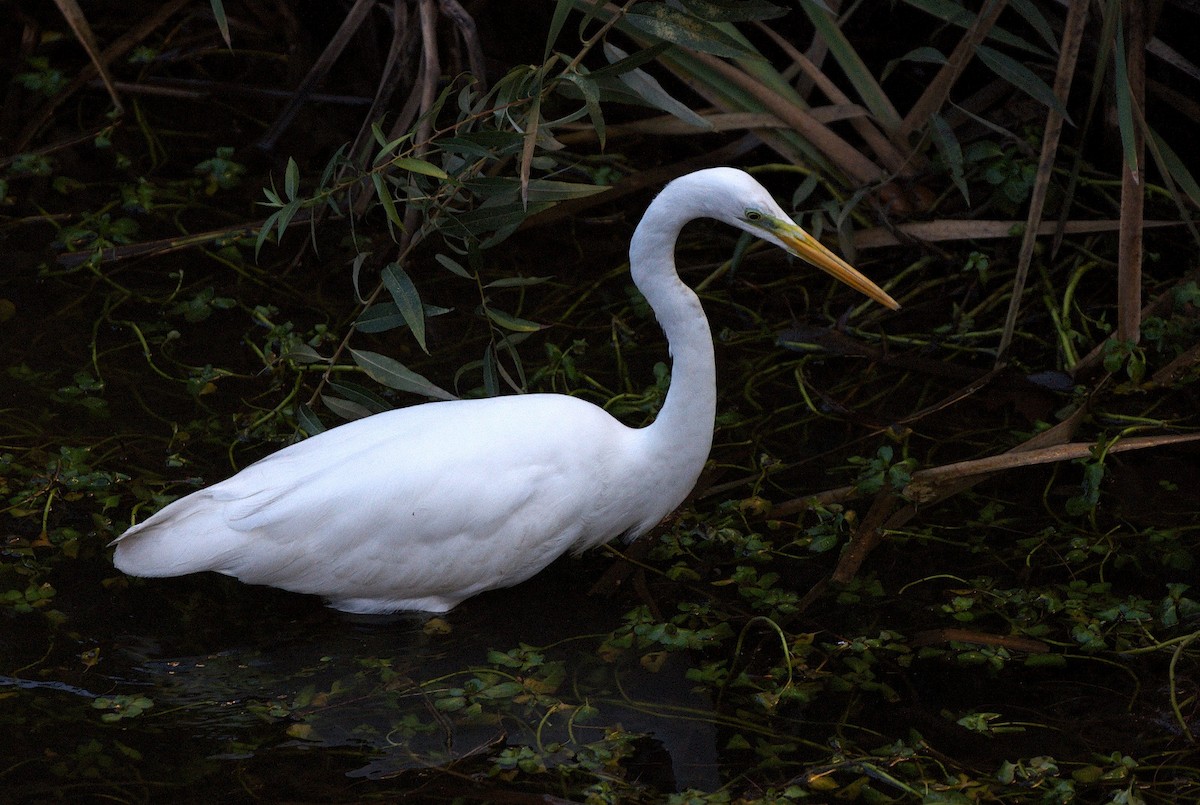 Great Egret - ML646129979