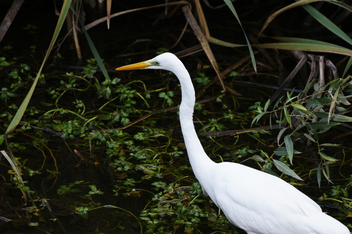 Great Egret - ML646129980